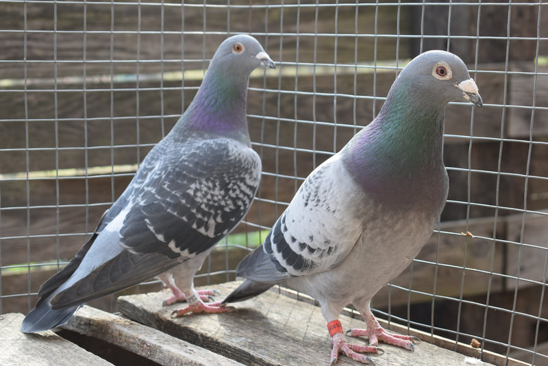 pre racing program for racing pigeons